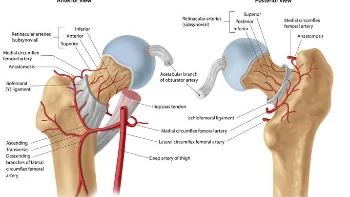 Clinical Cases Practice for Musculoskeletal System