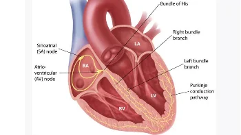 Cardiovascular Physiology : The Basics for 1st Year